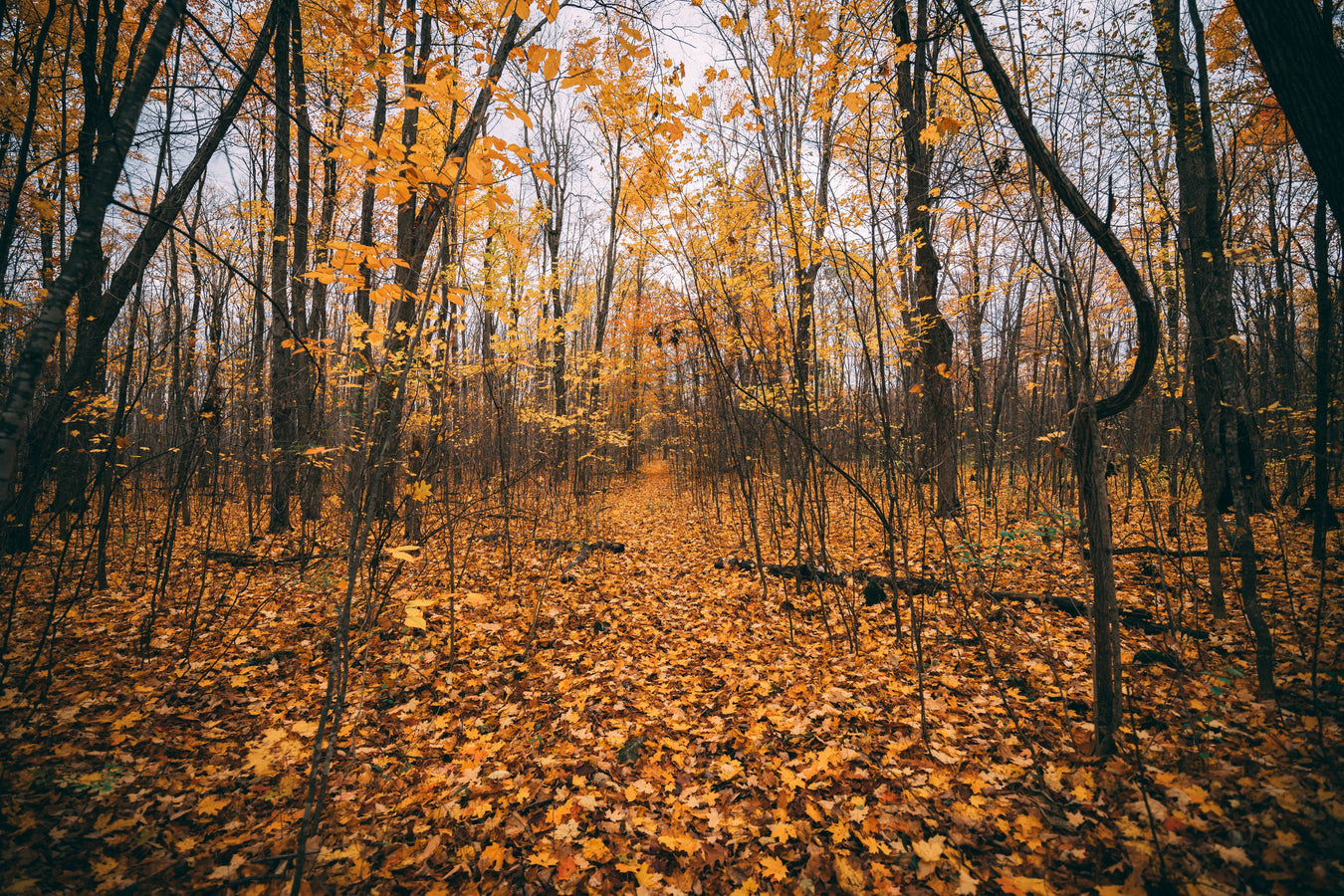 Fall Closeouts